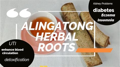 Alingatong and its health benefits .